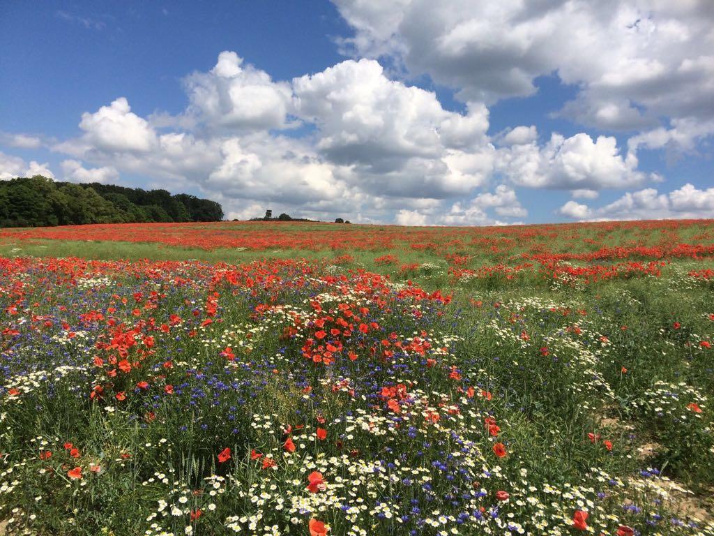 Stepenitz Klosterhotel Marienfliess מראה חיצוני תמונה